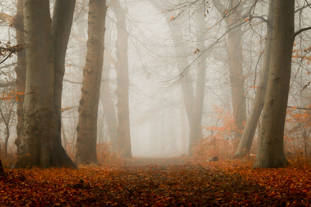 Mist in het bos