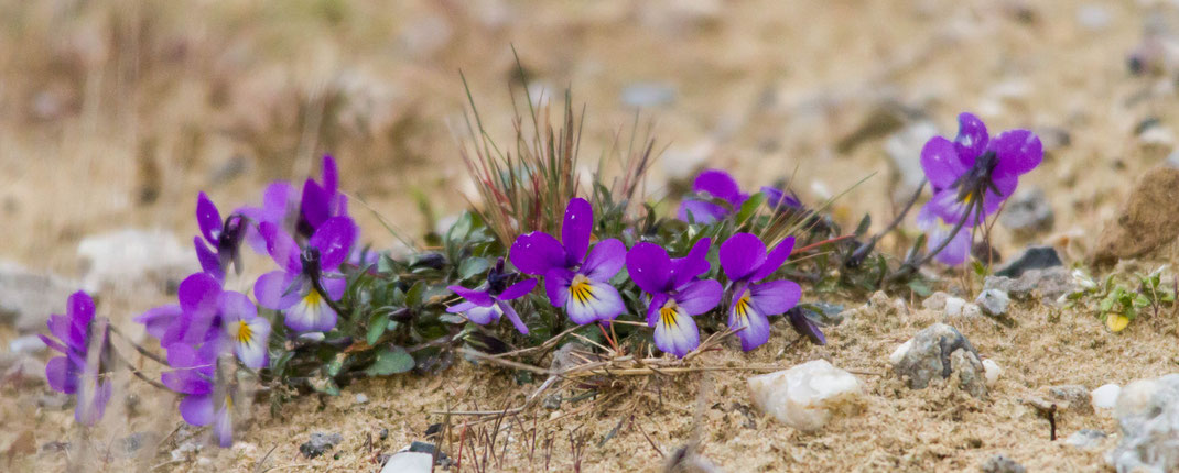 Duin viooltjes, 