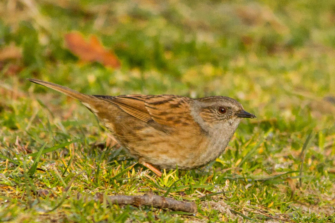 Heggenmus,