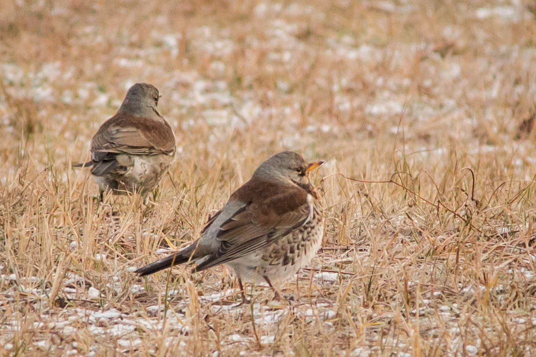 Kramsvogels,