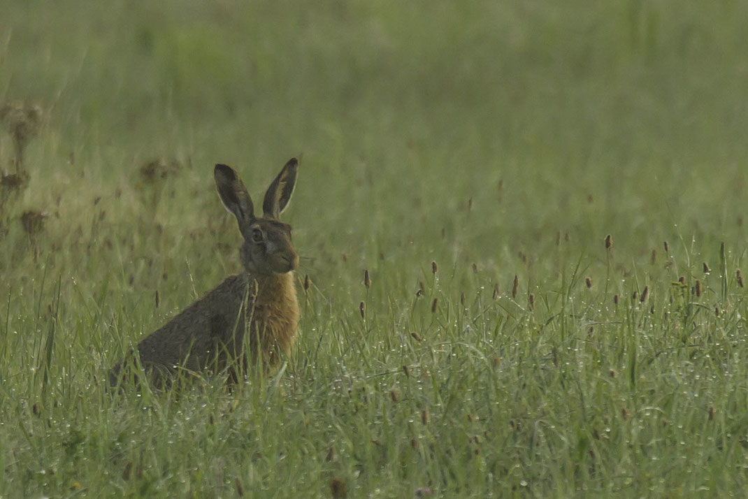 Haas in het vochtige gras laag bij de grond heb je nog wat mist,