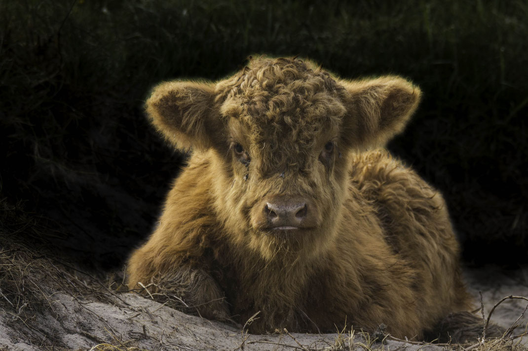 Jonge schotse hooglander,