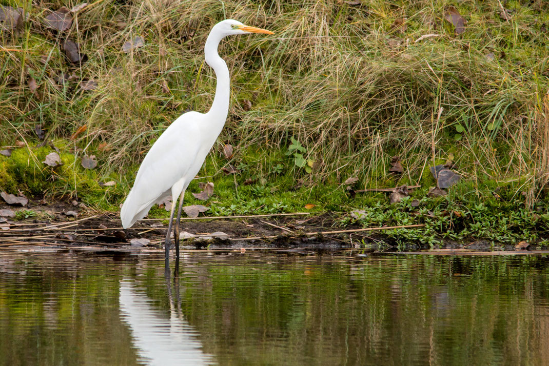 Zilverreiger,