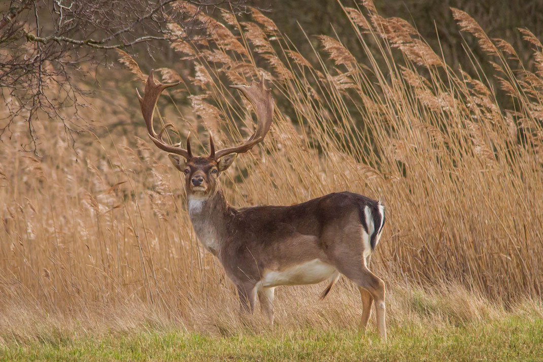 Damhert in het riet,