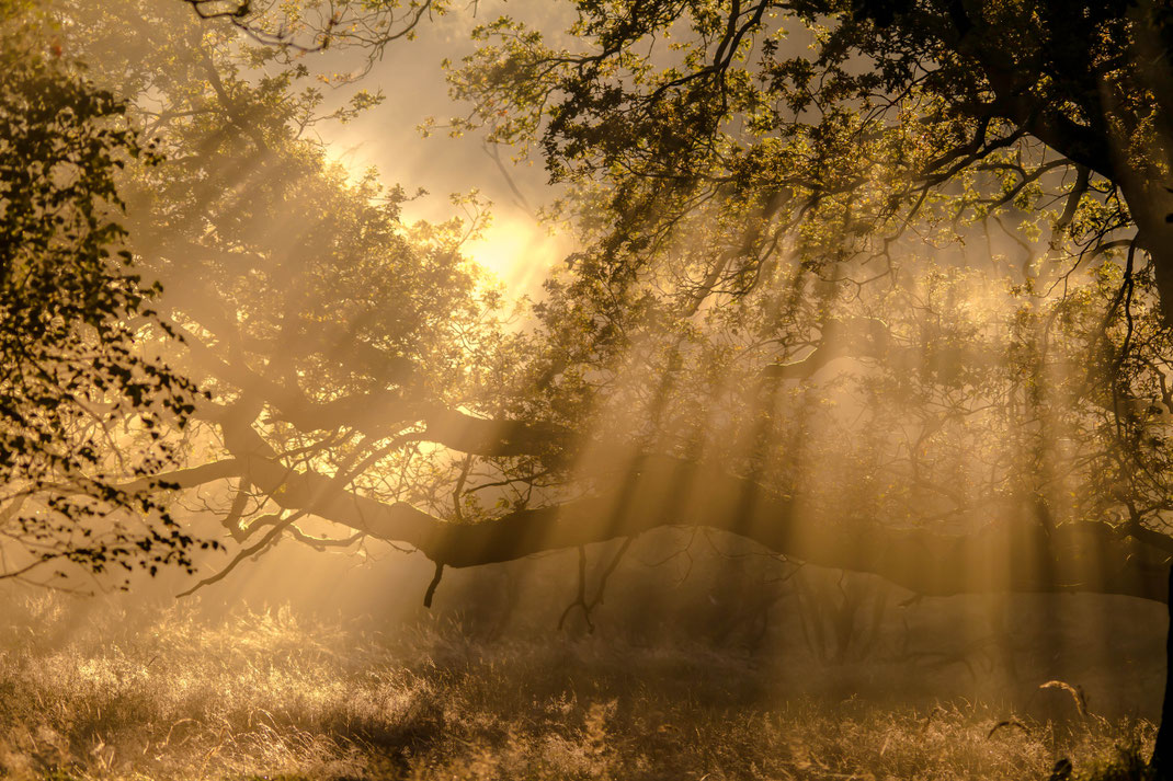 Zon schijnt door de bomen,