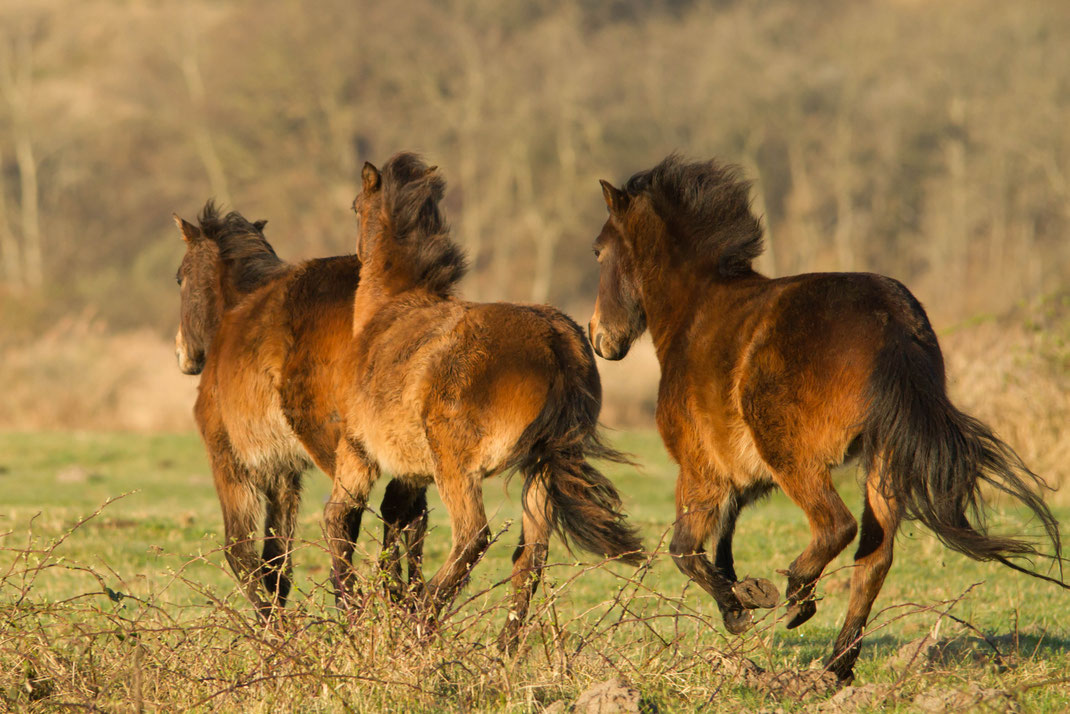 Paarden op hol,