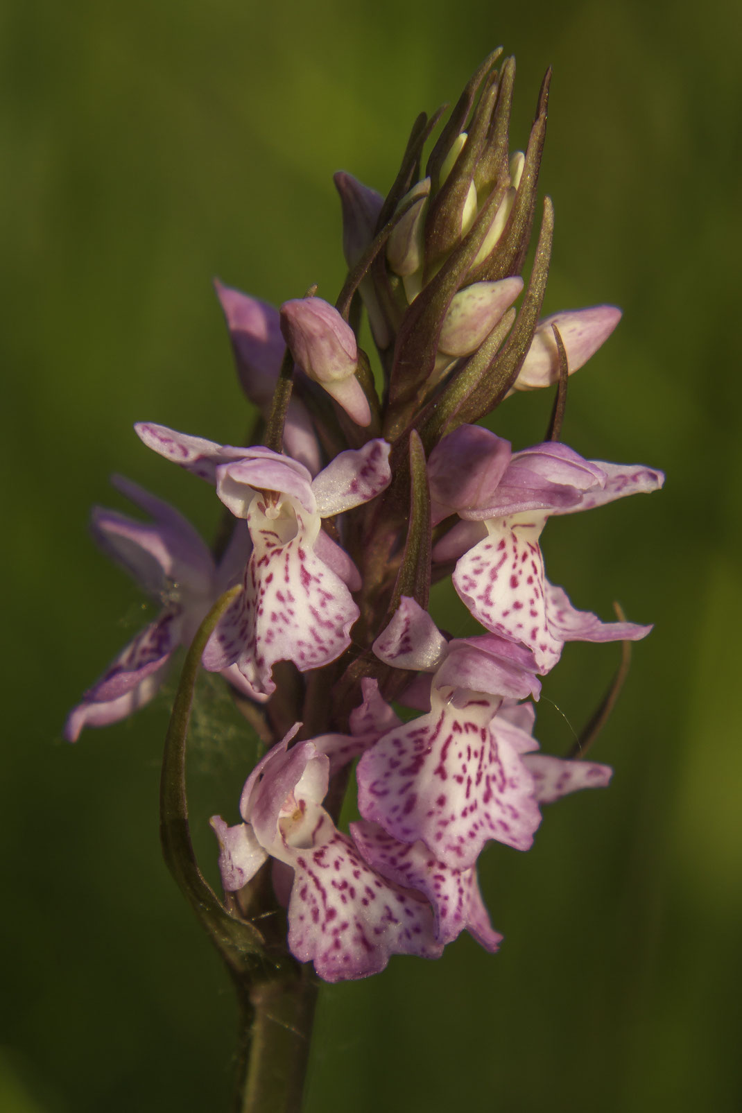 Wilde orchidee Rietorchis,