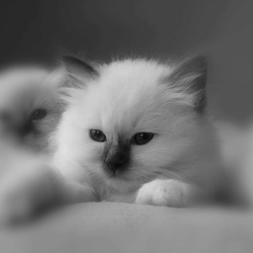 Lord von Asuraja onze eerste dekkater, inmiddels herplaatst (opa van Mulan en Mohana)