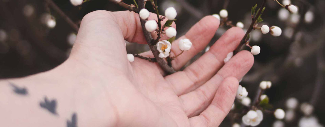 Foto: Dominika Roseclay (Pexels)