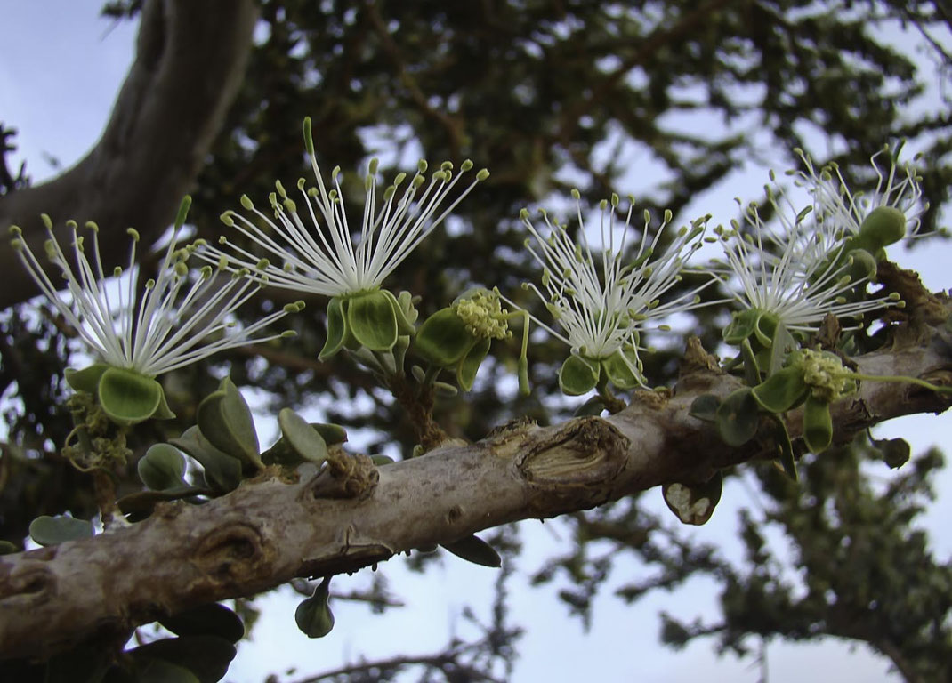 Fleurs de Maerua crassifolia à quatre sépales et nombreuses étamines, plante-hôte au Maroc de B. aurota et de C. chrysonome © Ahmed El Aboudi 