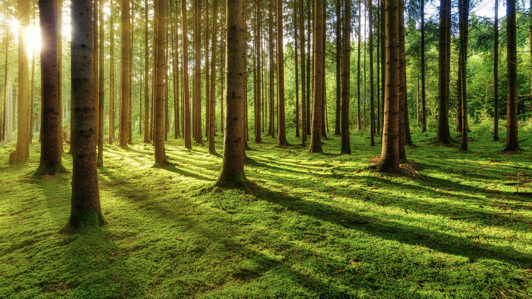 foret arbres vert