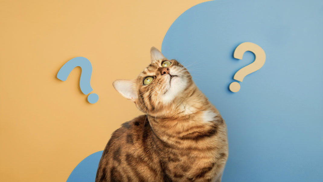 Chat choix hésitant