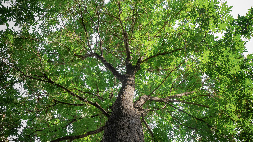 Arbre feuilles vertes