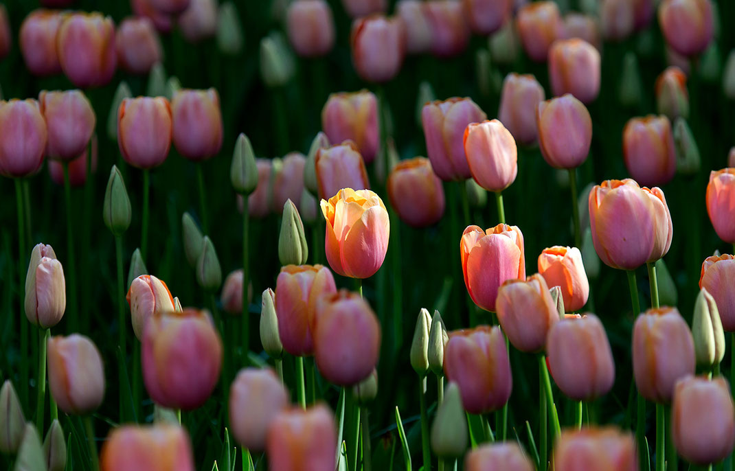 Beautiful illuminated Tulip field at spring time in the Keukenhof Park, Holland, Netherlands, 1280x821px