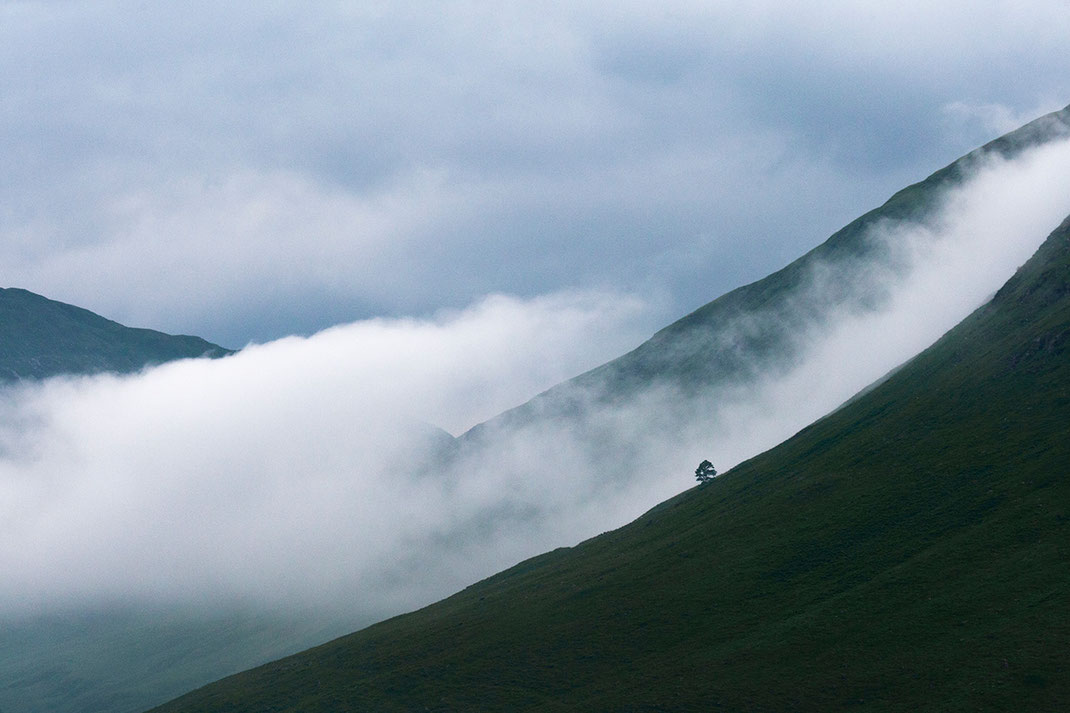 Scotland Highlands green and misty mountains with clouds and fog and a solitaire tree, 1280x853px