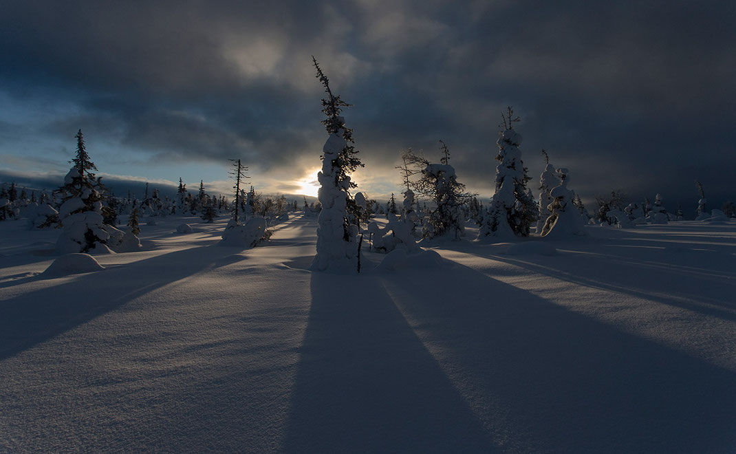 Frozen Trees with long shadows against the setting sun in the Riisitunturin National Park, Posio, Lapland, Finland, Scandinavia 