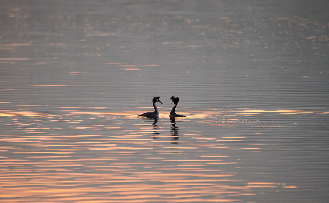 Great Crested Grebe Couple at an Alpine Lake in Spring, Lago di Como, Italy, 1280x788px