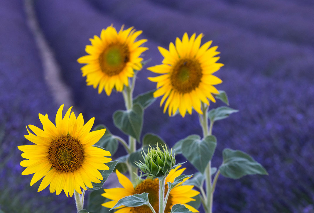 Yellow and purple colors of sunflowers in a lavender field in summer, Provence, France 