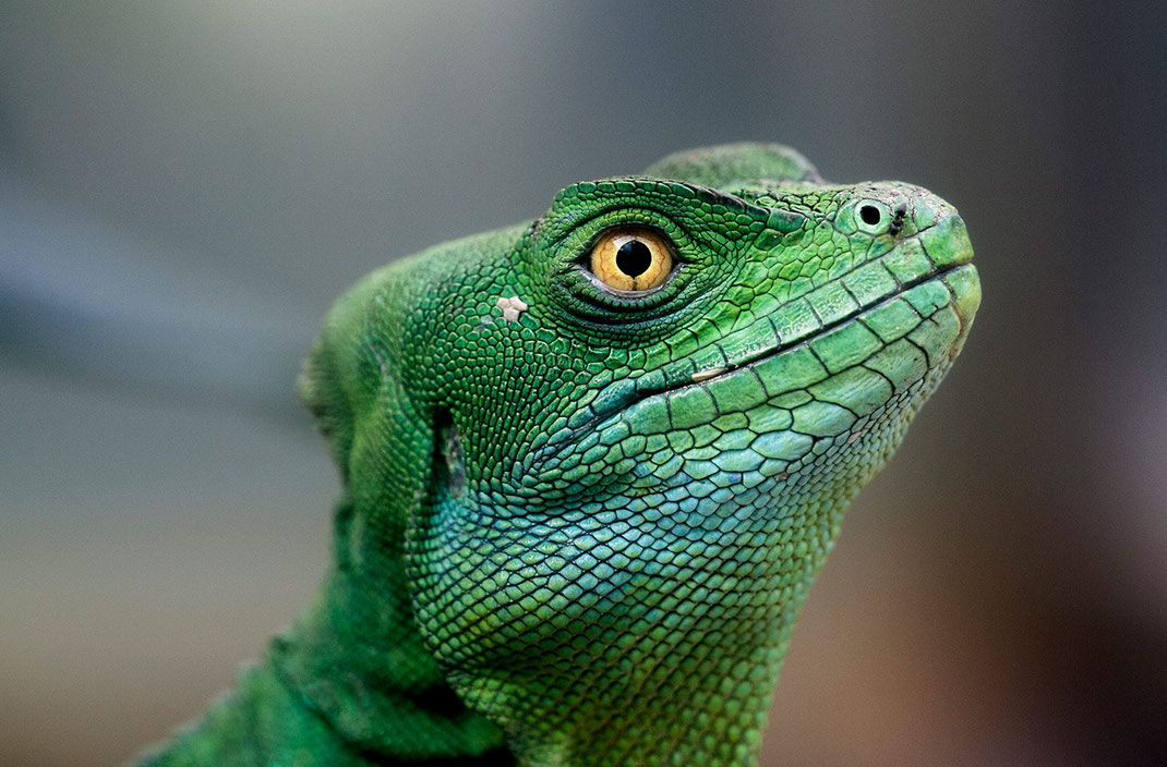 Green Leguan with big yellow eyes, Lizard in Frankfurt Zoo, Germany, 1280x842px