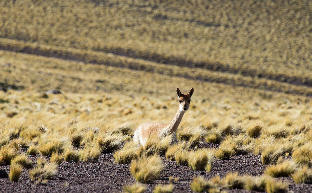 Guanaco sitting in the yellow desert grass, Laguna Miscanti, Atacama, Chile, 1280x792x