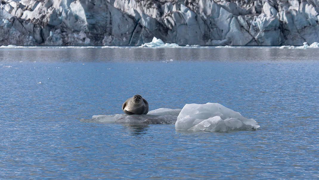 Grey Seal floating on ice flow, Jokulsarlon Glacier lagoon, Austurland, Iceland, 1280x724px