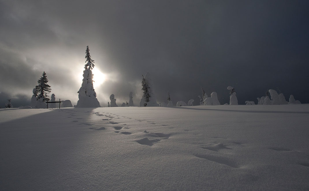 Tree silhouettes and steps in the deep snow, Riisitunturin National Park, Posio, Lapland, Finland, Scandinavia 