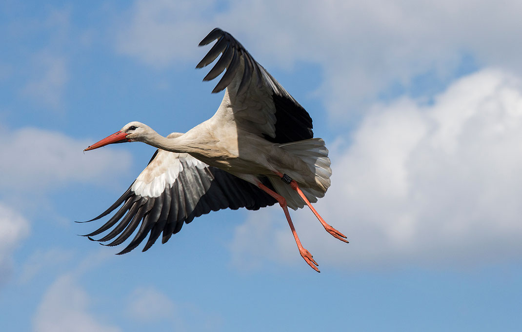 Flying Stork, wildlife at the Kuehkopf Nature Reserve, Rhine River, Hessen, Germany, 1280x815px