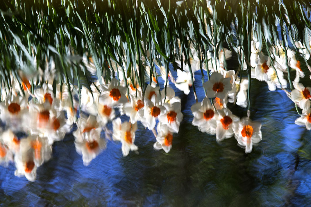 Flowers reflected in water, Keukenhof Park, Holland, Netherlands, 1280x853px
