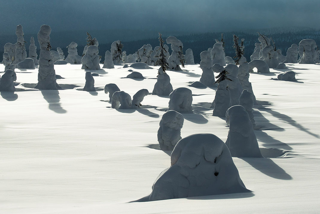 Snow covered trees looking like abstract sculptures in the Riisitunturin National Park, Posio, Lapland, Finland, Scandinavia  