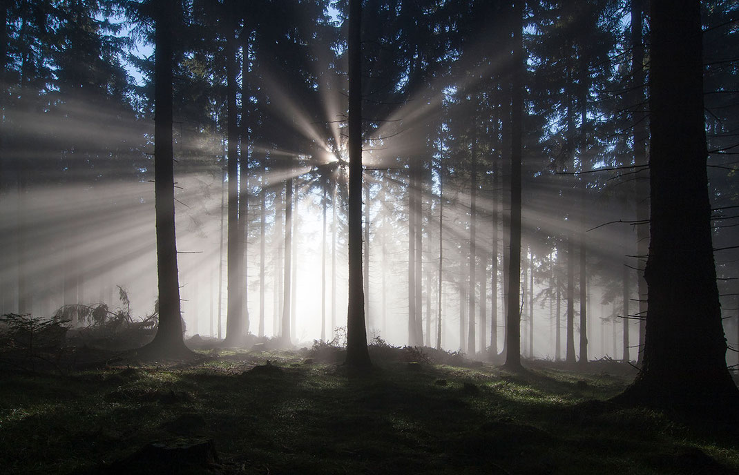 Light rays breaking through the fog in a forest, Taunus mountains, Hessen, Germany, Europe