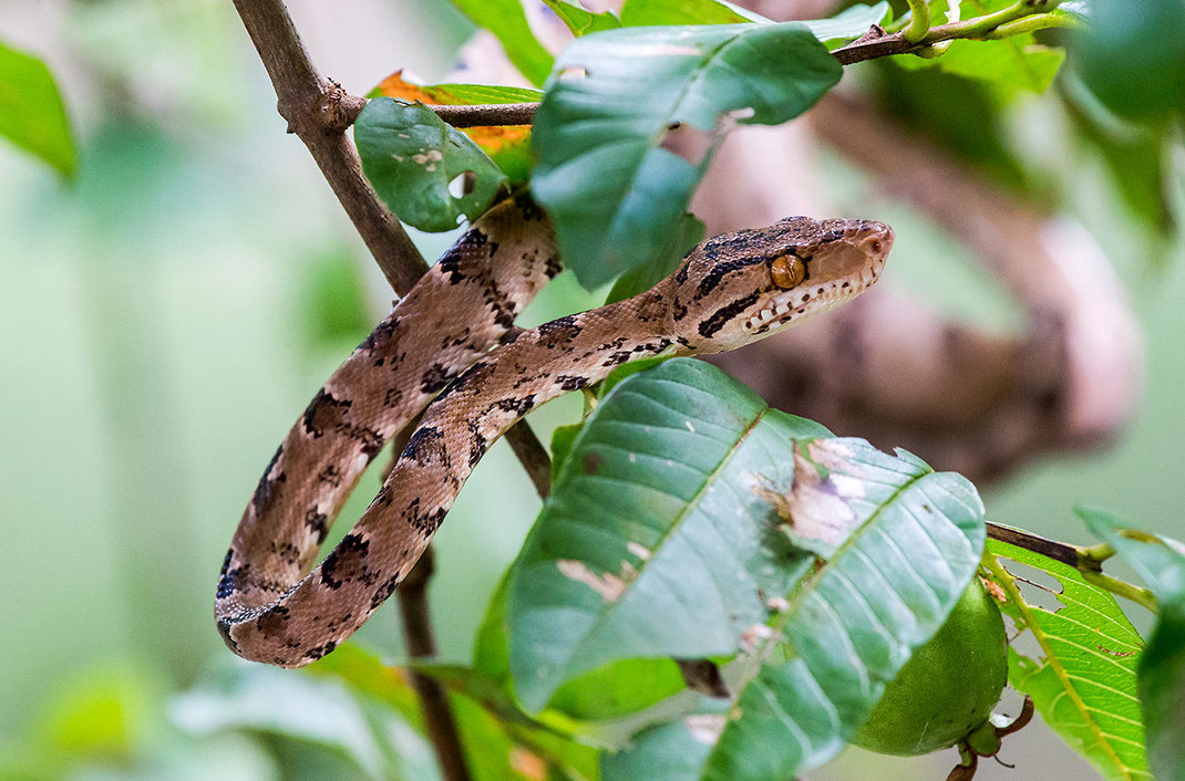 Baby Python hanging in a rainforest tree wildlife in Amazon, 1280x844px