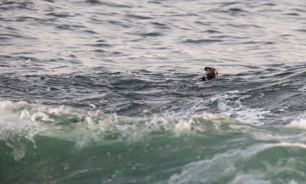 Sea Otter feeding and swimming on back, Pacific Ocean, Wildlife, California, USA, 1280x772px