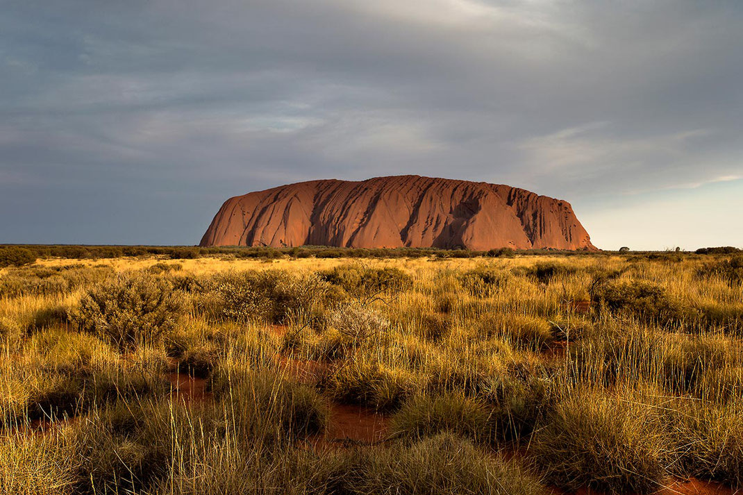 Uluru, Ayers Rock with yellow desert grass, Northern Territory, Outback, Red Center, Desert, Australia, 1280x853px