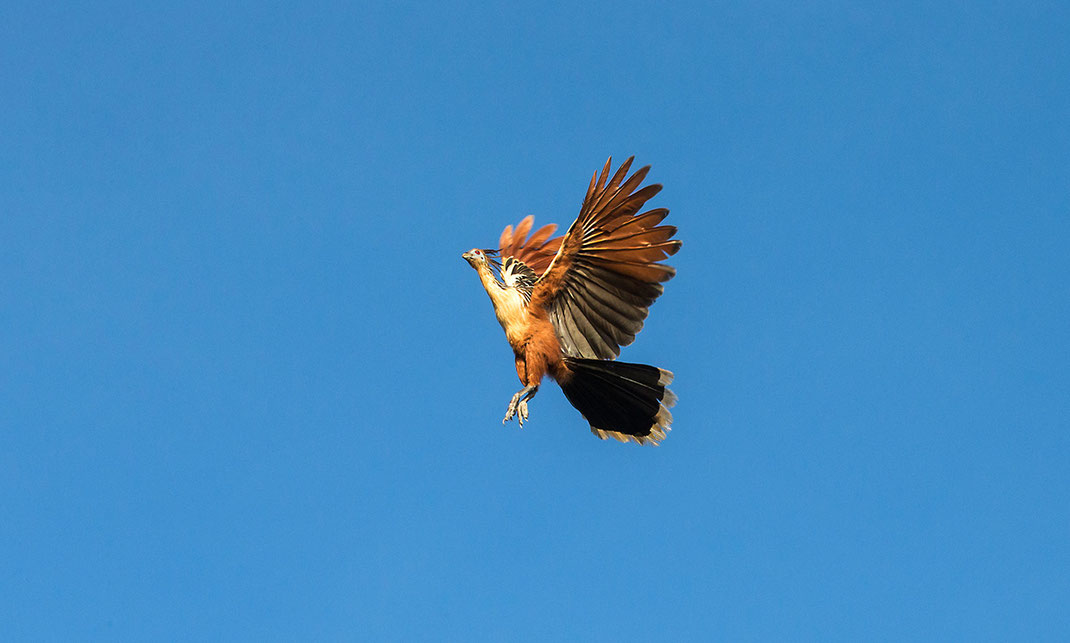 Hoatzin Bird, Amazon Chicken flying, Amazon, Brazil  1280x769px