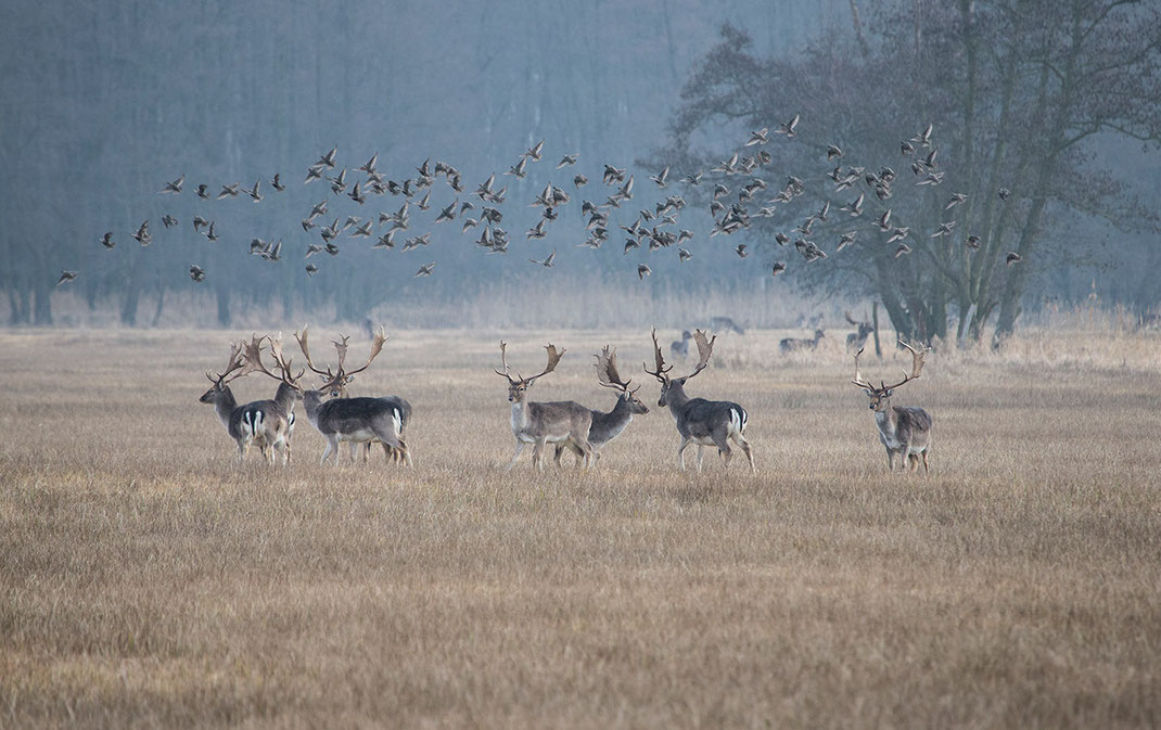 Starlings and Fallow Deer Wildlife in the Moenchbruch Nature Reserve, Frankfurt, Hessen, Germany, 1280x805px