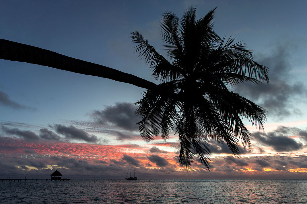 Beautiful sunset with palm tree, sailing boat and red clouds, Bora Bora, South Pacific, French Polynesia, 1280x853px