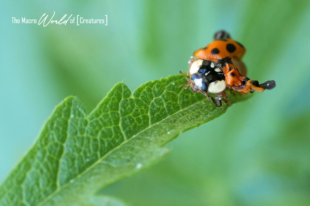 (Farbmorphe: succinea) 01.07.2025