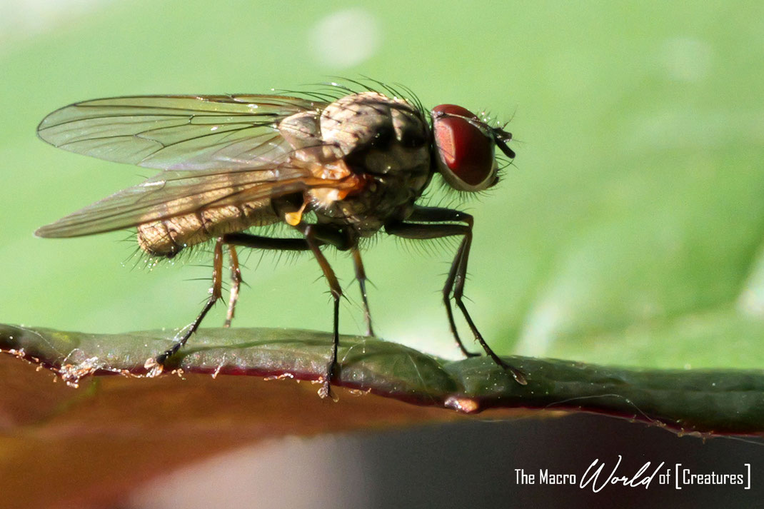 ♂ 01.05.2025
