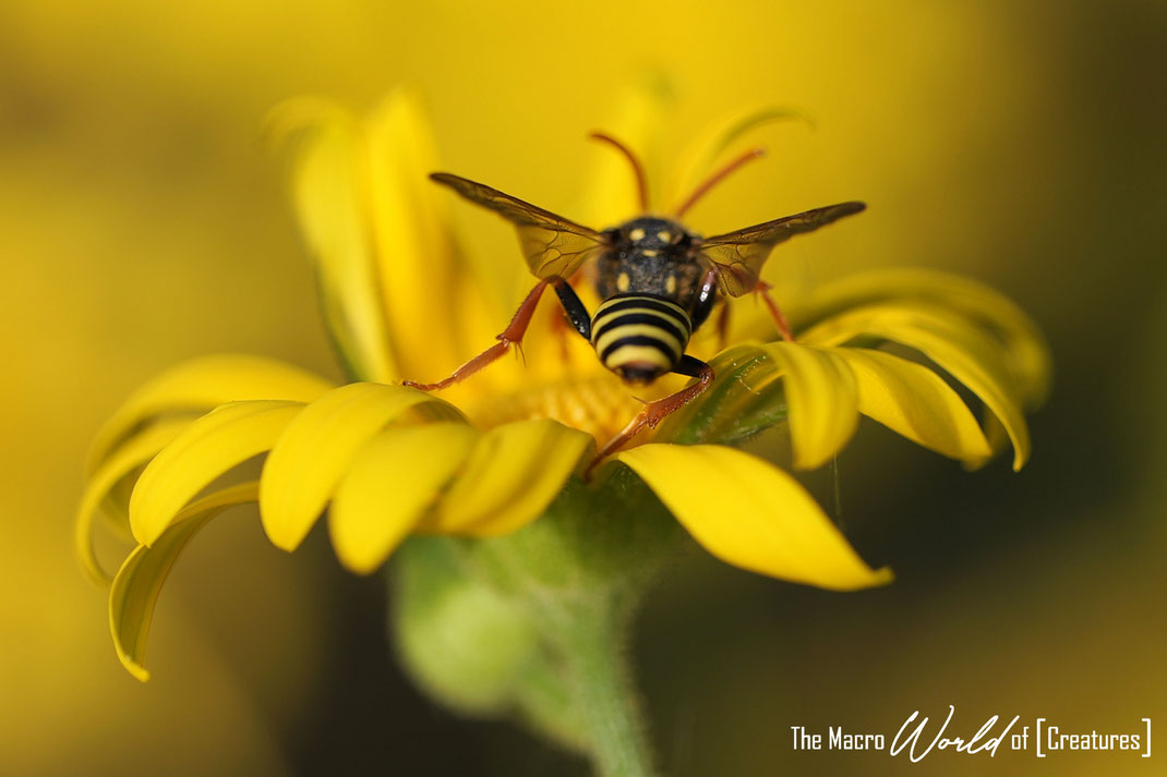 Insekten - Hautflügler - Wespenbiene