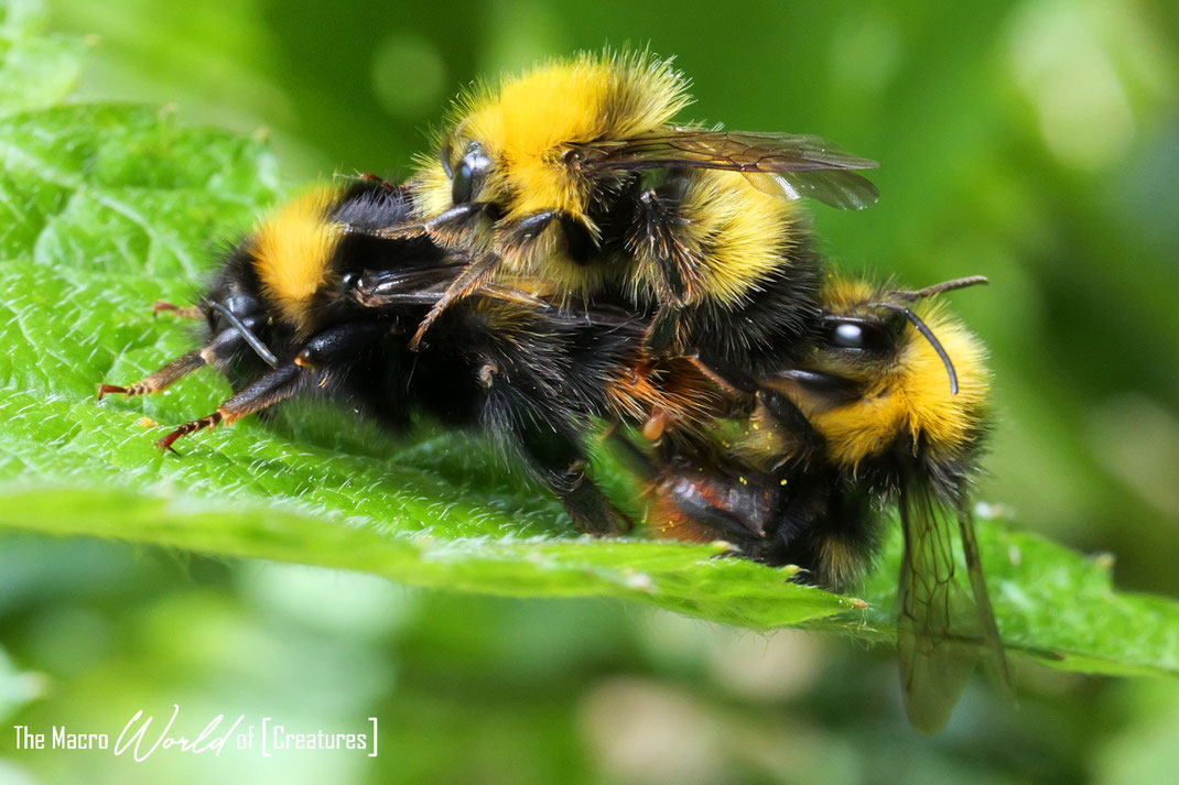 09.05.2024  (Foto ausnahmsweise aus dem Gildenpark)
