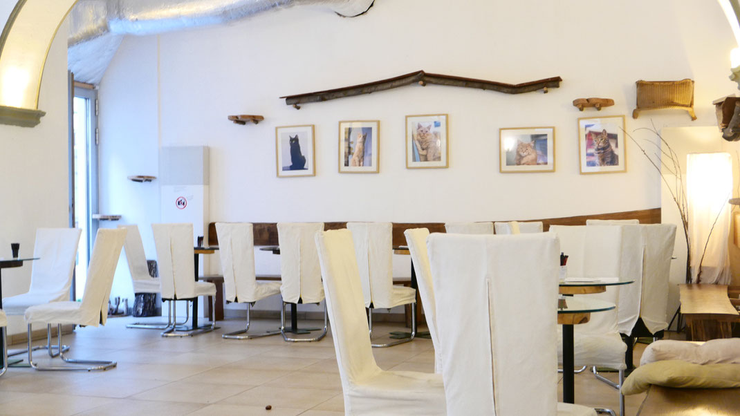 Café Neko Wien