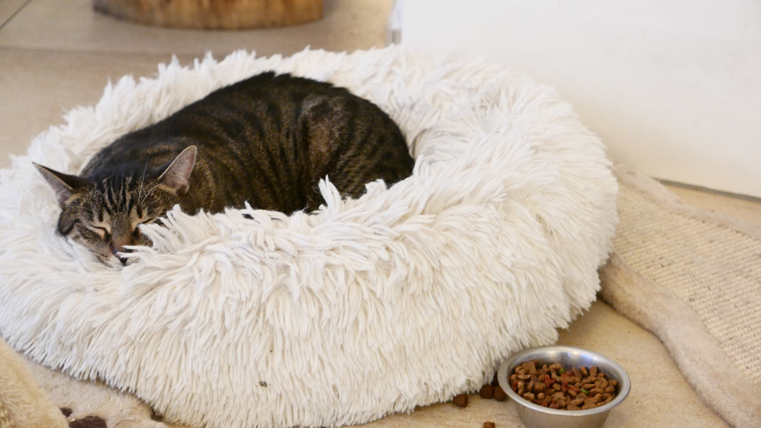Katzenkaffee Neko in Wien