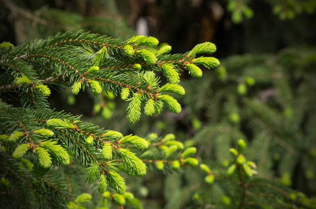 Lärche, Wald, Fichte, Fichtennadeln, Wacholder, Wacholderbeere, Tinktur, Kiefer, Kiefernadeln, Nadelbäume, Gemmo, Gemmo-Mazerat, Knospen, Gemmo-Therapie, Muskeln, Gelenke, Schmerzen, Entspannung, stimmungsaufhellend, Larch, Bachblüte, 