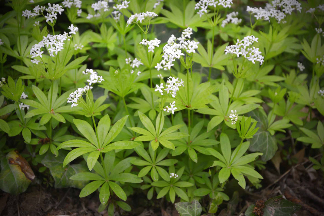 Frühling, Bowle, Waldmeister, Erdbeeren, Waldspaziergang, Cumarin, Rezept, Galium odoratum, Wildkräuter, Wildpflanzen, Wildkräuter sammeln, Heilpflanze, Meister des Waldes, 