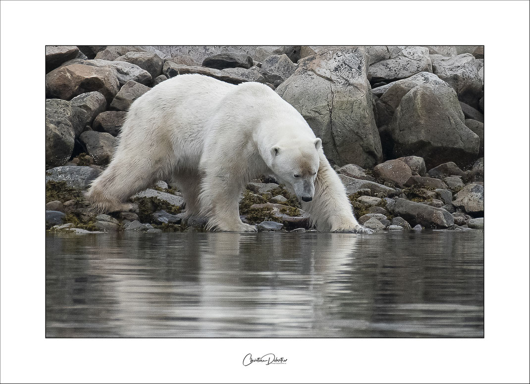 Svalbard; Spitzberg; arctique; glace; cercle polaire; glacier; ours; voilier; croisière; pôle; nord; 