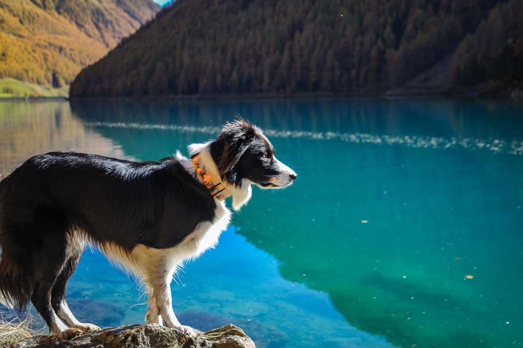 Wandern mit Hund im Vinschgau; Vernagter Staussee Herbst