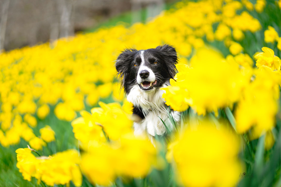 Wandern mit Hund in Südtirol; Frühling; Narzissen,
