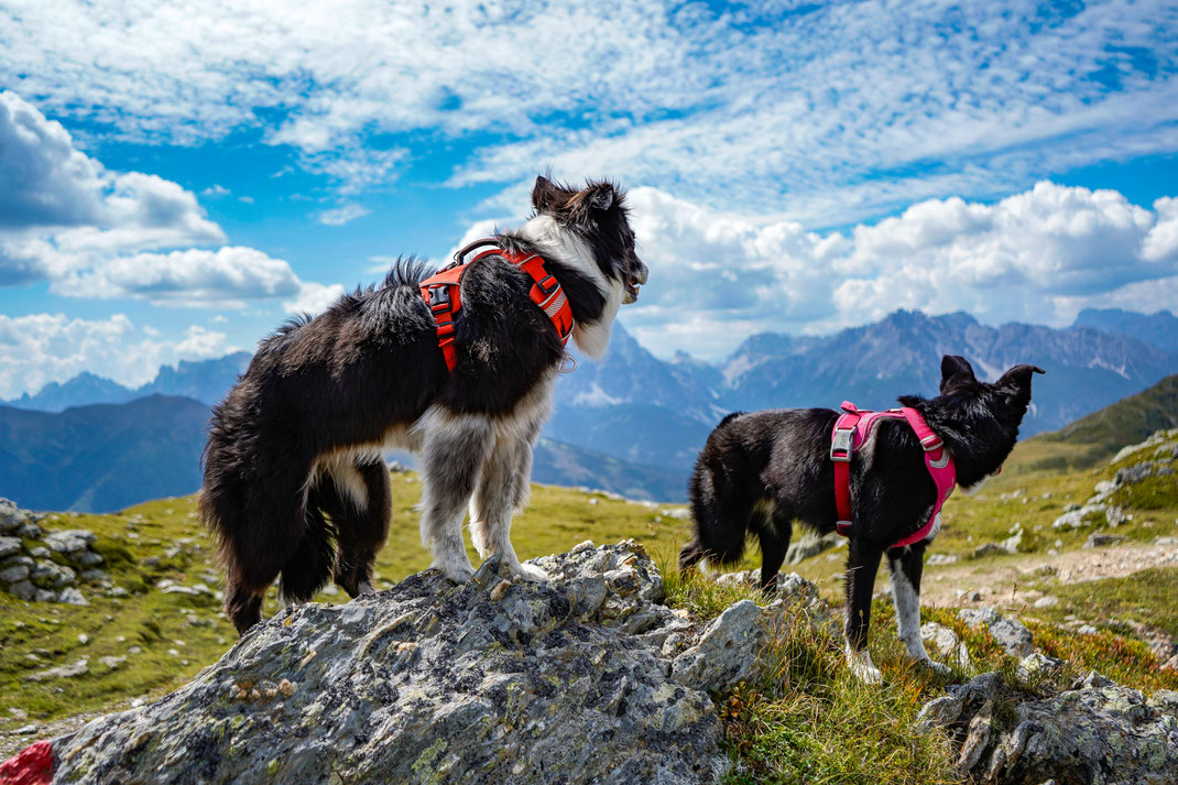 Wandern mit Hund in Österreich, Sillian, Thurntaler