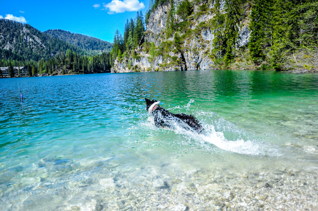 schwimmen mit Hund in Südtirol
