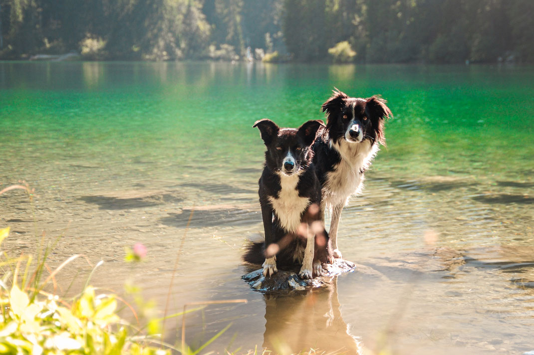 Lago Tovel mit Hund - Trentino mit Hund